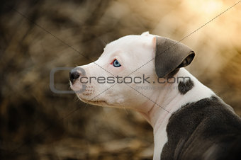 American Pit Bull Terrier puppy dog