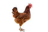 brown hen isolated on white,Chicken walking,clipping path.