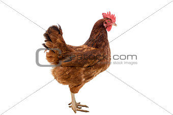 brown hen isolated on white,Chicken walking,clipping path.
