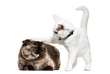 White kitten mixed-breed cat playing with an other cat, isolated