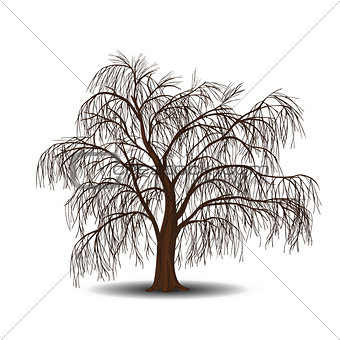 detached tree willow without leaves