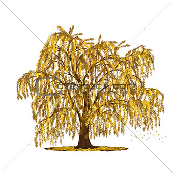 detached tree willow with yellow leaves