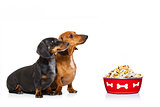 healthy dogs  with food bowl and owner