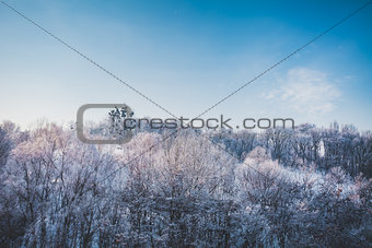 Frosty winter landscape in snowy forest