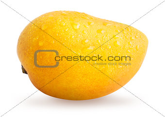 Mango fruit with water drops isolated