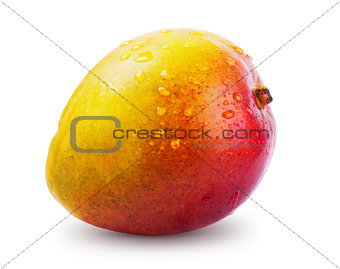 Ripe mango with water drops isolated