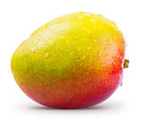 Mango fruit with water drops isolated