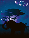 African Night with Elephant