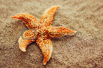 Beautiful starfish against a background of sand