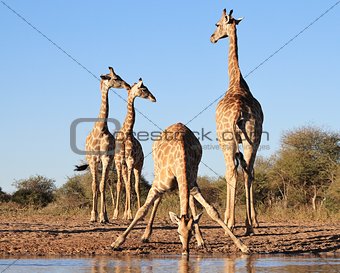Giraffe Background - African Wildlife - Splits for Sips and Acrobatics