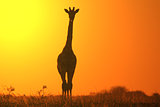 Giraffe Silhouette - Wildlife Backgrounds from Africa - Icon of Golden Beauty