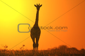 Giraffe Silhouette - Wildlife Backgrounds from Africa - Icon of Golden Beauty