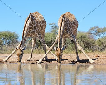 Giraffe Background - African Wildlife - Splits for Sips
