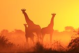 Giraffe Family Silhouette - Wildlife Backgrounds from Africa - Icon of Golden Beauty