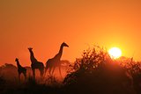 Giraffe Family Silhouette - Wildlife Backgrounds from Africa - Icon of Gold