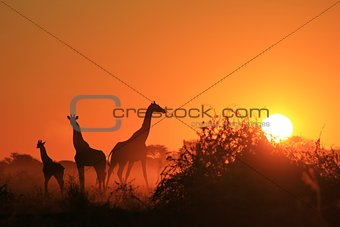 Giraffe Family Silhouette - Wildlife Backgrounds from Africa - Icon of Gold