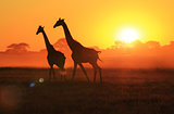 Giraffe Silhouette - Wildlife Backgrounds from Africa - Icon of Gold