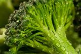 broccoli water