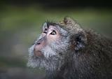 Portrait of the monkey