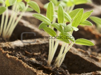 Sprouting Plants