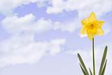Daffodill with cloudy sky