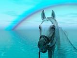 Horse in the rainbow