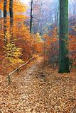 path in beautiful fall forest