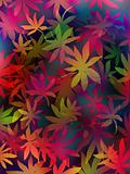 Japanese Maple Leaf Background I
