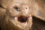 Galapagos tortoise,