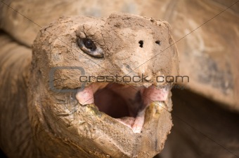 Galapagos tortoise,