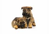 two laying sheep-dog puppies isolated on white background