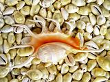 Seashell Lambis Truncata