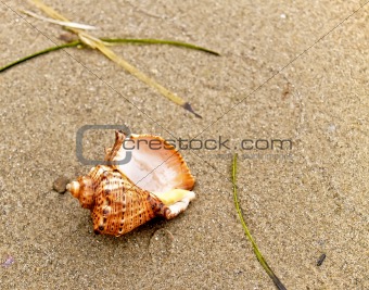 shell on coast sand