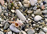 shell on sea pebble