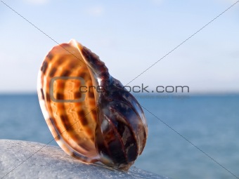 shell on stone