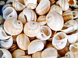 shells bachgroung 