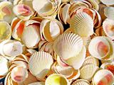 shells bachgroung 