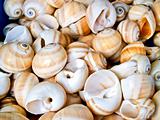 shells bachgroung