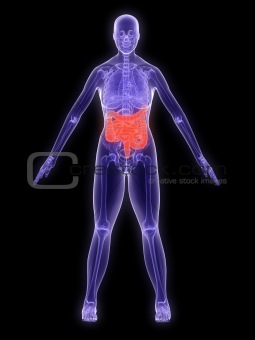 x-ray anatomy - intestines