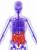3d anatomy - intestines