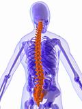 3d anatomy - spine