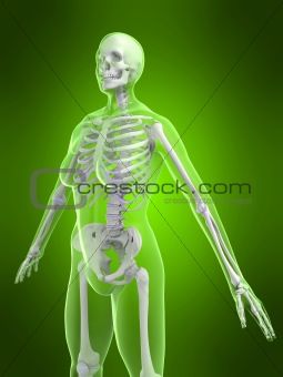female skeleton