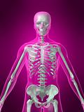 human  skeleton