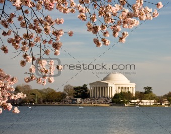 Cherry Blossom and Jefferson Monument