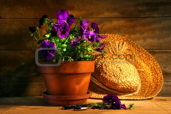 Purple pansies with old straw hat