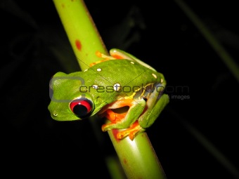 red eyed tree frog sitting on a branch