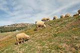 Lambs in calendulas meadow
