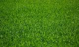 Green grass field.