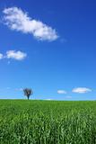 Isolated tree in the  field.