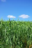 Field of green wheat .